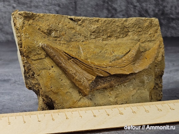 рыбы, нижний карбон, шипы, шипы рыб