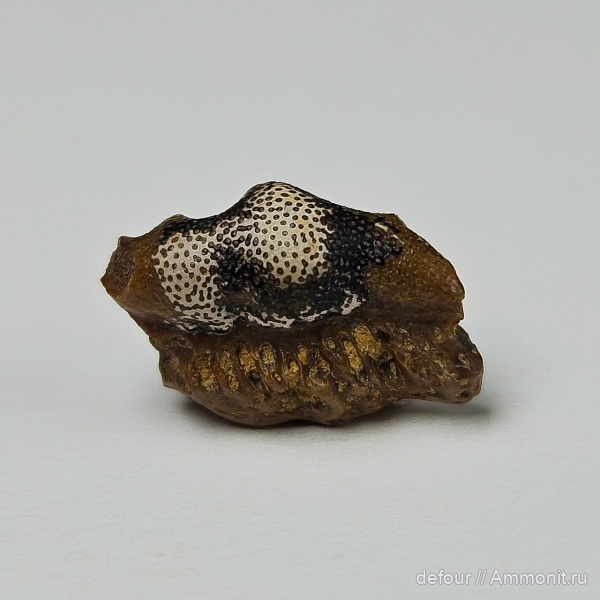 рыбы, нижний карбон, зубы рыб