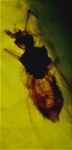 Psocoptera (?)