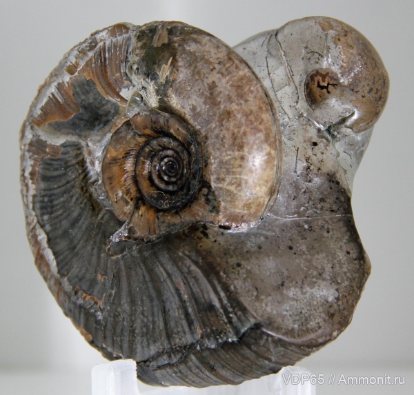 аммониты, Сахалин