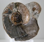 Товарищи по несчастью