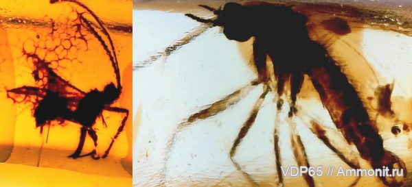 янтарь, Сахалин, инклюзы