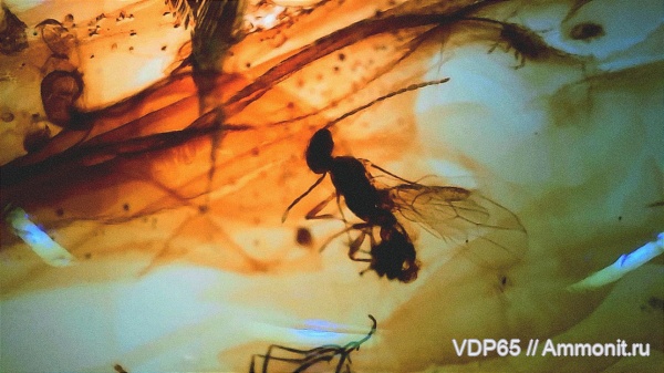 янтарь, Сахалин, инклюзы