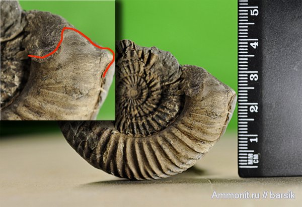 аммониты, ушки, Parkinsonia, Ammonites, Microconchs, lappets