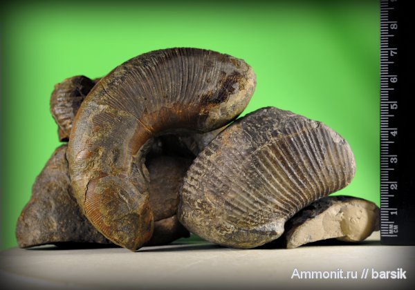 аммониты, Dinolytoceras zhivagoi, Dinolytoceras, Ammonites, Lytoceratina