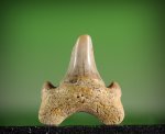 Зуб акулы (Cretalamna appendiculata?).