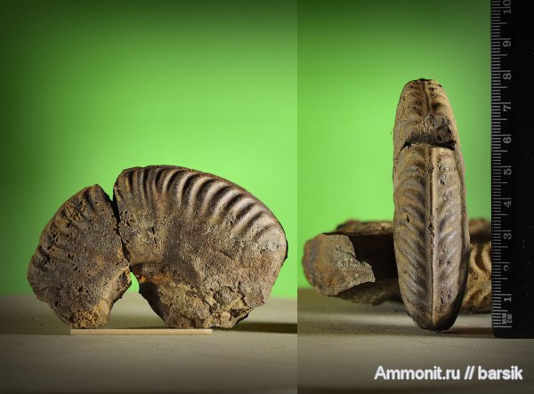 аммониты, Ammonites, Bredyia