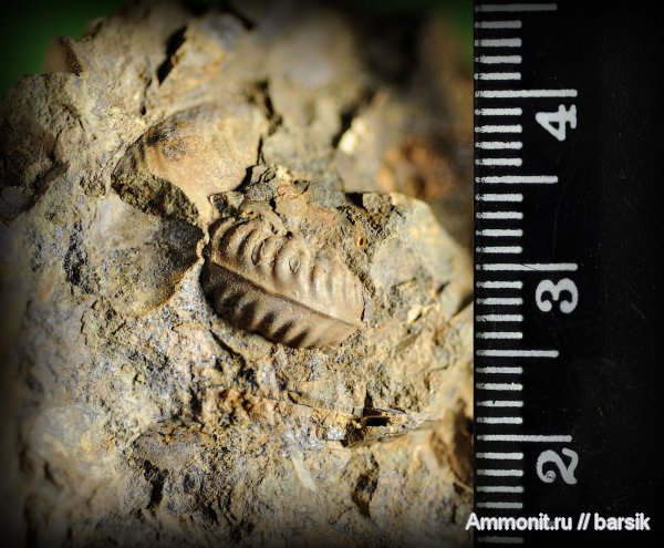 аммониты, Ammonites, Bredyia crassornata, Bredyia