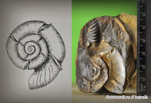 аммониты, Ammonites, Lytoceratina, Eurystomiceras polyhelictum, Eurystomiceras