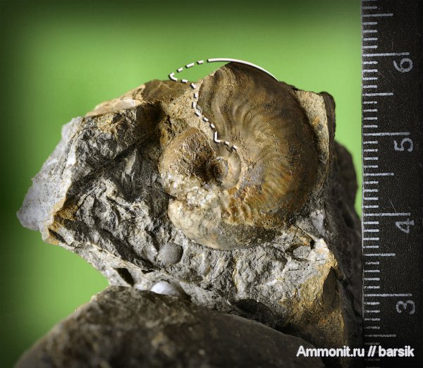 аммониты, Ammonites, Leioceras, Graphoceratidae