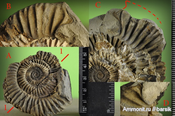 аммониты, ушки, Parkinsonia, устье, Ammonites, Microconchs, lappets