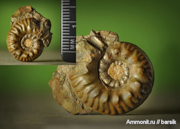 аммониты, Ammonites, Bredyia crassornata, Bredyia, аален, Aalenian