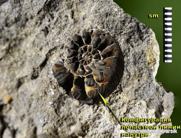 аммониты, сифон, Ammonites, лопастные линии