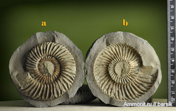 аммониты, Parkinsonia, Ammonites, Parkinsoniidae