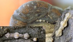 фораминифера, класс Nodosariata, семейство Nodosariidae