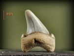 Зуб акулы.