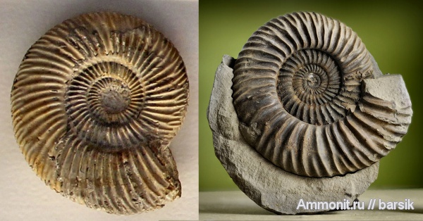 аммониты, Parkinsonia, Ammonites, Parkinsonia parkinsoni