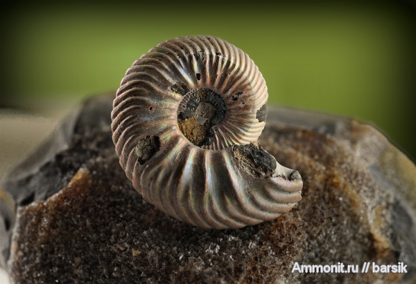 аммониты, Vertumniceras, микроскульптура, Ammonites, Vertumniceras mariae