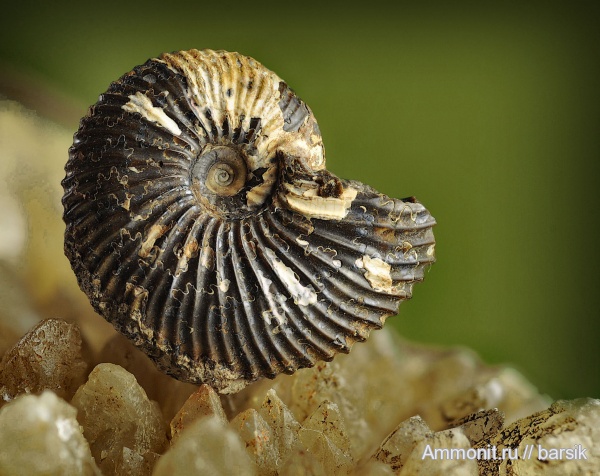 аммониты, Pseudocadoceras, Саратовская область, Cadoceratinae, Cardioceratidae, Ammonites