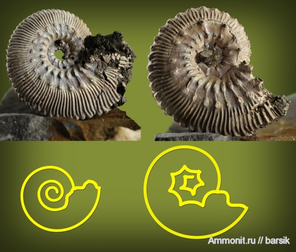 аммониты, Kosmoceras, Kosmoceratidae, Ammonites