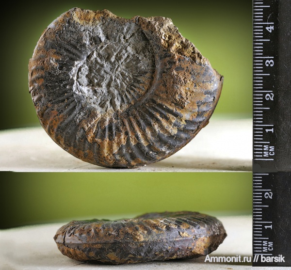 аммониты, Ammonites, ааленский ярус, Graphoceratidae, Staufenia sinon, Staufenia