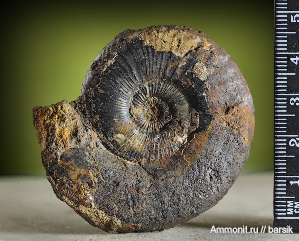 аммониты, Ammonites, ааленский ярус, Graphoceratidae, Dumortieria pseudoradiosa, Dumortieria