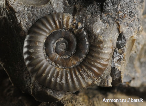 аммониты, Ammonites, аален, Aalenian