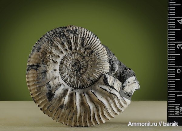 аммониты, юра, Kosmoceras jason, Kosmoceratidae, Ammonites, Jurassic