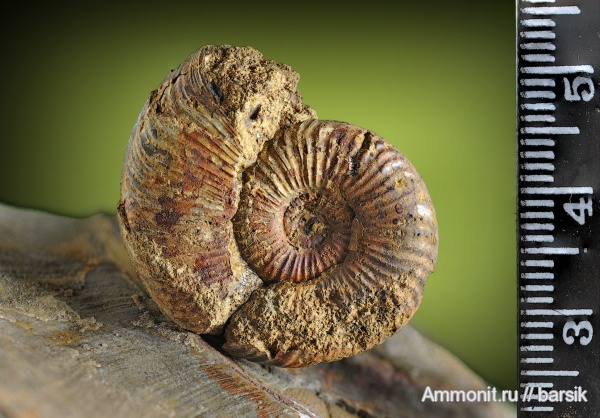 аммониты, устье, Ammonites, аален, Dumortieria, Aalenian