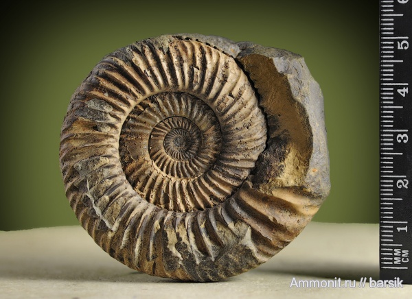 аммониты, Parkinsonia, устье, микроскульптура, Ammonites