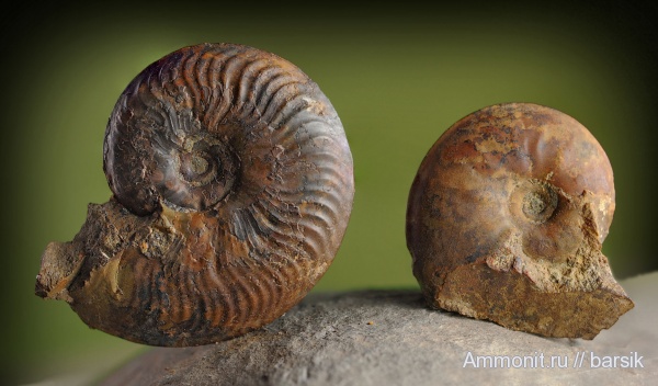 аммониты, Ammonites, Leioceras, Graphoceratidae, Leioceras grave