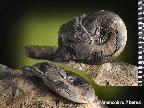 аммониты, юра, тоар, Ammonites, Pleydellia, Hildoceratidae, Toarcian, Jurassic