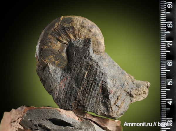 аммониты, тоар, Ammonites, Hildoceratidae, Toarcian