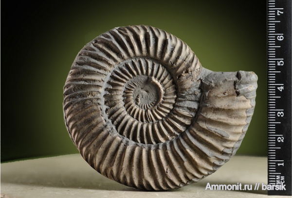 аммониты, серпулы, Serpulidae, Parkinsonia, Ammonites, Parkinsoniidae