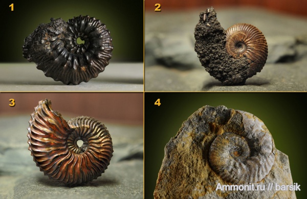 аммониты, юра, Михайлов, Ammonites, Липицы, Jurassic