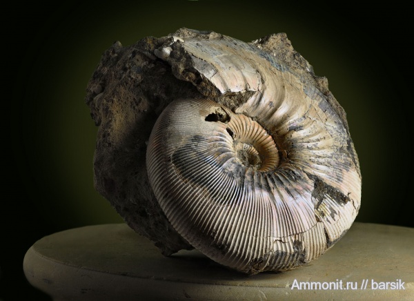 аммониты, юра, Kepplerites, Kepplerites galilaeii, Ammonites, Jurassic