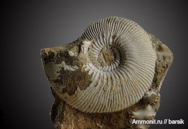 аммониты, юра, Sigaloceras, Ammonites, Jurassic