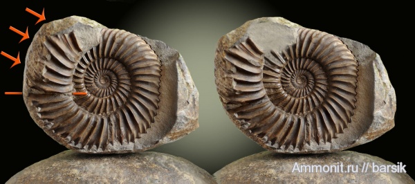аммониты, байос, Ammonites, Bajocian