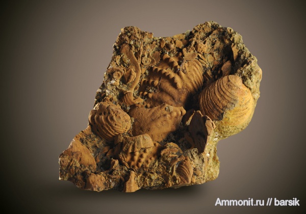 мел, двустворки, Индия, Cretaceous