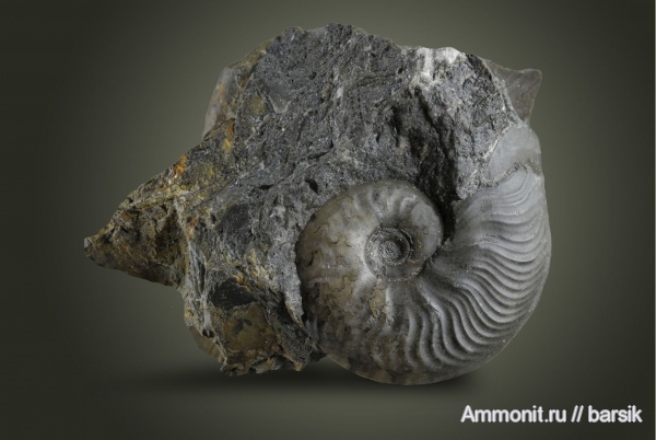 аммониты, Ammonites, Leioceras, аален, Aalenian