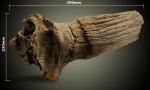 Bison priscus , фрагмент черепа.