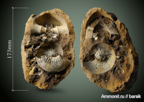 аммониты, Kepplerites galilaeii, Ammonites, Rondiceras sokolovi