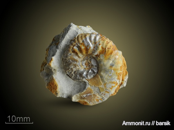 аммониты, юра, Ammonites, Липицы, Sutneria, Aspidoceratidae, Aspidoceratinae, Jurassic