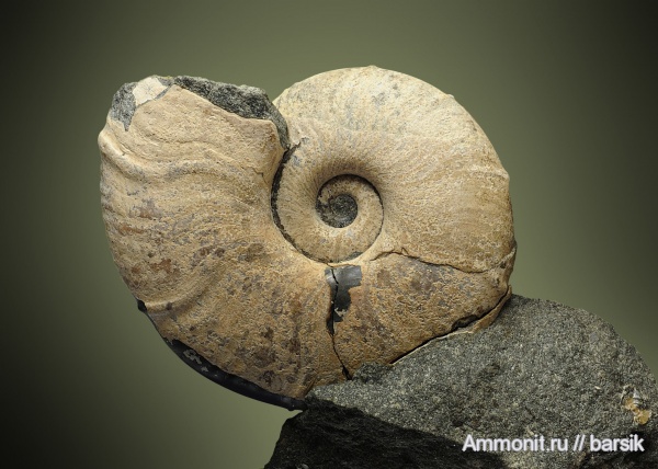 аммониты, мел, апт, Ammonites, Zuercherella, Desmoceratidae, Aptian, Cretaceous
