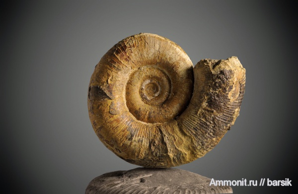 аммониты, Крым, Biasaloceras, Ammonites