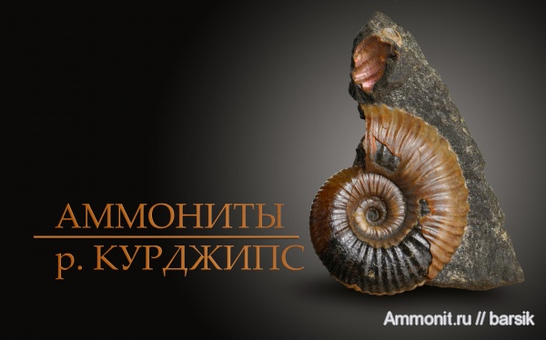 аммониты, мел, Ammonites, Acanthohoplites, р. Курджипс, Cretaceous