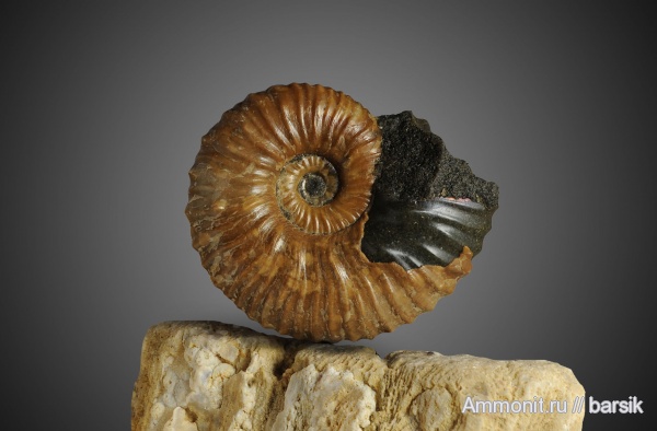 аммониты, Ammonites, Acanthohoplites, р. Курджипс
