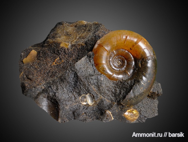 аммониты, Ammonites, Eogaudryceras, Eogaudryceras duvali, р. Курджипс