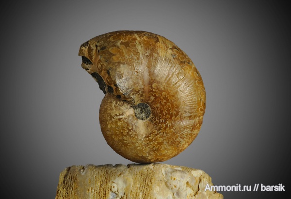 аммониты, мел, Ammonites, Phylloceratina, р. Курджипс, Phylloceratida, Cretaceous