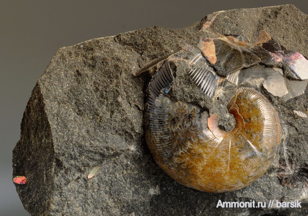 аммониты, мел, Euphylloceras, Ammonites, Phylloceratidae, Euphylloceras velledae, р. Курджипс, Cretaceous